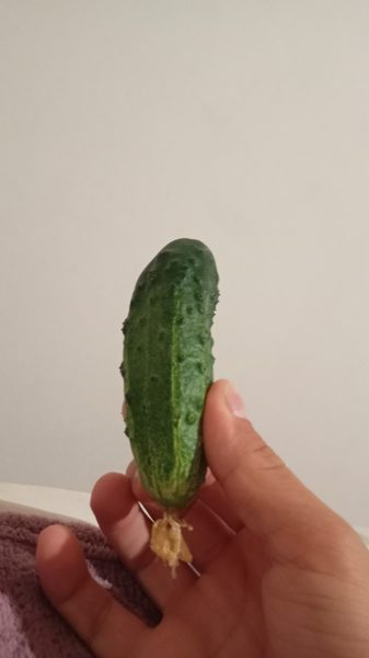 Молодняк